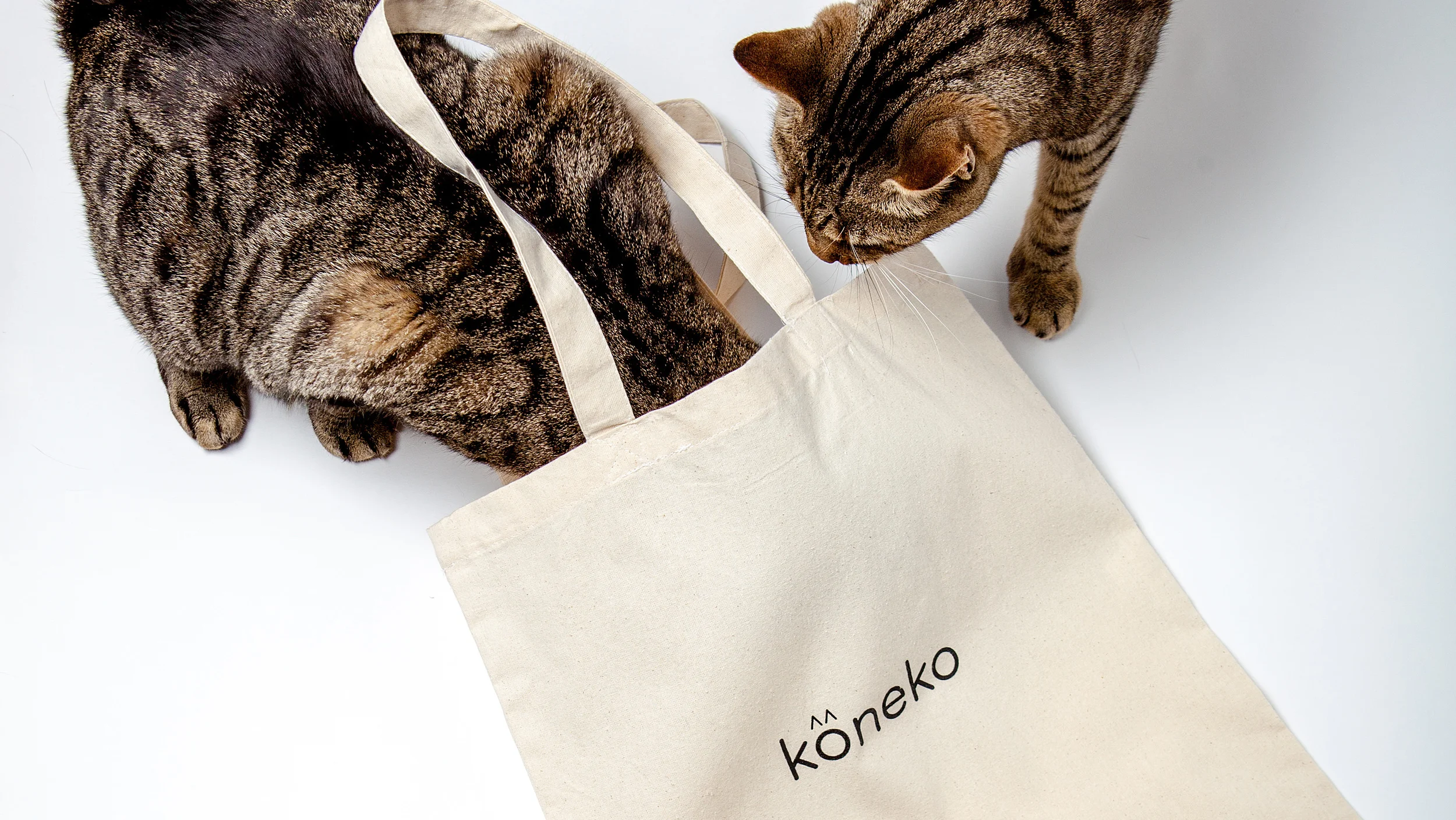 Catnap Gift Cards — Koneko Cat Cafe